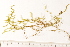 (Drepanocladus aduncus - CCDB-34700-A10)  @11 [ ] CreativeCommons - Attribution (2019) CBG Photography Group Centre for Biodiversity Genomics