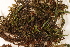 ( - CCDB-34700-E04)  @11 [ ] CreativeCommons - Attribution (2019) CBG Photography Group Centre for Biodiversity Genomics