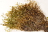  ( - CCDB-34700-E05)  @11 [ ] CreativeCommons - Attribution (2019) CBG Photography Group Centre for Biodiversity Genomics