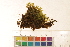  ( - CCDB-34700-E08)  @11 [ ] CreativeCommons - Attribution (2019) CBG Photography Group Centre for Biodiversity Genomics