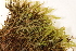  ( - CCDB-34700-E08)  @11 [ ] CreativeCommons - Attribution (2019) CBG Photography Group Centre for Biodiversity Genomics