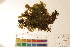  ( - CCDB-34700-E12)  @11 [ ] CreativeCommons - Attribution (2019) CBG Photography Group Centre for Biodiversity Genomics