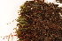  ( - CCDB-34700-F12)  @11 [ ] CreativeCommons - Attribution (2019) CBG Photography Group Centre for Biodiversity Genomics