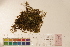  ( - CCDB-34700-G02)  @11 [ ] CreativeCommons - Attribution (2019) CBG Photography Group Centre for Biodiversity Genomics