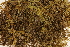  ( - CCDB-34700-G02)  @11 [ ] CreativeCommons - Attribution (2019) CBG Photography Group Centre for Biodiversity Genomics