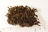  ( - CCDB-34700-G03)  @11 [ ] CreativeCommons - Attribution (2019) CBG Photography Group Centre for Biodiversity Genomics