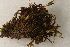  ( - CCDB-34700-G09)  @11 [ ] CreativeCommons - Attribution (2019) CBG Photography Group Centre for Biodiversity Genomics