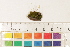  ( - CCDB-34701-A06)  @11 [ ] CreativeCommons - Attribution (2019) CBG Photography Group Centre for Biodiversity Genomics