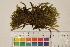  ( - CCDB-34701-C07)  @11 [ ] CreativeCommons - Attribution (2019) CBG Photography Group Centre for Biodiversity Genomics