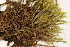  ( - CCDB-34701-C07)  @11 [ ] CreativeCommons - Attribution (2019) CBG Photography Group Centre for Biodiversity Genomics