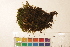  ( - CCDB-34701-C11)  @11 [ ] CreativeCommons - Attribution (2019) CBG Photography Group Centre for Biodiversity Genomics
