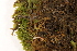  ( - CCDB-34701-C11)  @11 [ ] CreativeCommons - Attribution (2019) CBG Photography Group Centre for Biodiversity Genomics