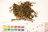  ( - CCDB-34701-D01)  @11 [ ] CreativeCommons - Attribution (2019) CBG Photography Group Centre for Biodiversity Genomics