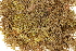 ( - CCDB-34701-D01)  @11 [ ] CreativeCommons - Attribution (2019) CBG Photography Group Centre for Biodiversity Genomics