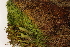  (Tetraplodon urceolatus - CCDB-34701-D02)  @11 [ ] CreativeCommons - Attribution (2019) CBG Photography Group Centre for Biodiversity Genomics
