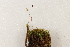  (Tortella fragilis - CCDB-34701-E04)  @11 [ ] CreativeCommons - Attribution (2019) CBG Photography Group Centre for Biodiversity Genomics