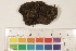  ( - CCDB-34701-F09)  @11 [ ] CreativeCommons - Attribution (2019) CBG Photography Group Centre for Biodiversity Genomics