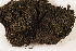  ( - CCDB-34701-F09)  @11 [ ] CreativeCommons - Attribution (2019) CBG Photography Group Centre for Biodiversity Genomics