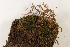  ( - CCDB-34701-G08)  @11 [ ] CreativeCommons - Attribution (2019) CBG Photography Group Centre for Biodiversity Genomics