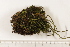  (Distichium capillaceum - CCDB-34701-H05)  @11 [ ] CreativeCommons - Attribution (2019) CBG Photography Group Centre for Biodiversity Genomics