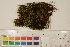  ( - CCDB-34701-H10)  @11 [ ] CreativeCommons - Attribution (2019) CBG Photography Group Centre for Biodiversity Genomics