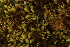  ( - CCDB-34701-H10)  @11 [ ] CreativeCommons - Attribution (2019) CBG Photography Group Centre for Biodiversity Genomics