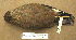  ( - MKP 1592)  @14 [ ] CreativeCommons - Attribution (2010) Unspecified Royal Ontario Museum