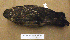  ( - MKP 1593)  @13 [ ] CreativeCommons - Attribution (2010) Unspecified Royal Ontario Museum