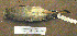  (Burhinus superciliaris - JG 020)  @13 [ ] CreativeCommons - Attribution (2010) Unspecified Royal Ontario Museum