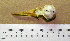  ( - MKP 2551)  @12 [ ] CreativeCommons - Attribution (2010) Unspecified Royal Ontario Museum