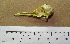  ( - BHGU 8904)  @13 [ ] CreativeCommons - Attribution (2010) Unspecified Royal Ontario Museum