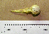  ( - MKP 1620)  @13 [ ] CreativeCommons - Attribution (2010) Unspecified Royal Ontario Museum