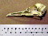  ( - RRS 127)  @12 [ ] CreativeCommons - Attribution (2010) Unspecified Royal Ontario Museum