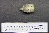  (Cacatua goffiniana - 1B-1261)  @12 [ ] CreativeCommons - Attribution (2010) Unspecified Royal Ontario Museum