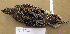  (Tympanuchus - 1B-2863)  @13 [ ] CreativeCommons - Attribution (2010) Unspecified Royal Ontario Museum