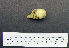  (Megascops asio - 1B-1756)  @13 [ ] CreativeCommons - Attribution (2010) Unspecified Royal Ontario Museum