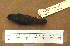  ( - 1B-280)  @13 [ ] CreativeCommons - Attribution (2010) Unspecified Royal Ontario Museum