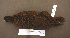  (Gallirallus australis - 1B-155)  @14 [ ] Unspecified (default): All Rights Reserved  Unspecified Unspecified