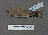  ( - AJB 5645)  @14 [ ] CreativeCommons - Attribution (2010) Unspecified Royal Ontario Museum