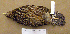  ( - 1B-362)  @13 [ ] CreativeCommons - Attribution (2010) Unspecified Royal Ontario Museum