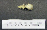  ( - 1B-364)  @12 [ ] CreativeCommons - Attribution (2010) Unspecified Royal Ontario Museum