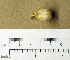  (Lonchura castaneothorax - 1B-963)  @12 [ ] CreativeCommons - Attribution (2010) Unspecified Royal Ontario Museum
