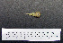  (Merops ornatus - 1B-944)  @12 [ ] CreativeCommons - Attribution (2010) Unspecified Royal Ontario Museum