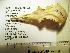  (Aphrodroma - 1B-1033)  @12 [ ] Unspecified (default): All Rights Reserved  Unspecified Unspecified