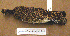 (Afrotis - MKP 1429)  @13 [ ] CreativeCommons - Attribution (2010) Unspecified Royal Ontario Museum