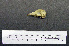  (Megalaimidae - 1B-1637)  @12 [ ] CreativeCommons - Attribution (2010) Unspecified Royal Ontario Museum