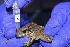  ( - PV-BIO-0130)  @11 [ ] CreativeCommons  Attribution (by) (2023) Karla Pozo Barrick Pueblo Viejo