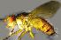  ( - RIKCal110)  @12 [ ] Copyright (2018) Univers. of Bergen, Natural History Collection Univers. of Bergen, Natural History Collection