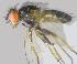  ( - RIKCal126)  @11 [ ] Copyright (2018) Univers. of Bergen, Natural History Collection Univers. of Bergen, Natural History Collection
