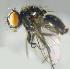  (Limnophora nigripes - RIKCal174)  @11 [ ] Copyright (2018) Univers. of Bergen, Natural History Collection Univers. of Bergen, Natural History Collection